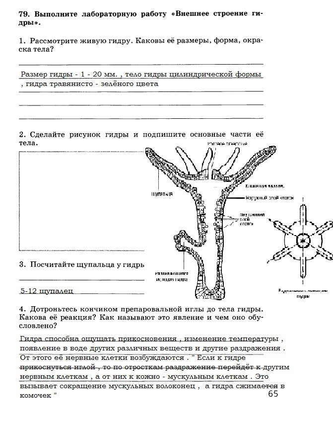 Kraken вход kraken torion